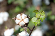 Cotton Market Update